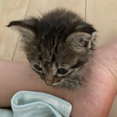 キジトラちゃん