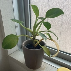 ミニサイズ　植物