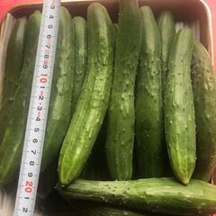 きゅうり（４本１００円）※本日朝採り