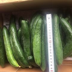きゅうり（３本１００円）※本日朝採り