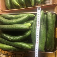 きゅうり（２本１００円）※本日朝採り