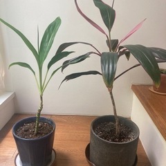 ティーリーフ（コルディリネ) 観葉植物 