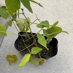 むくな豆　苗　2本　
