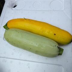 野菜セット(無農薬野菜)の画像