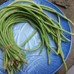 野菜セット(無農薬野菜)の画像