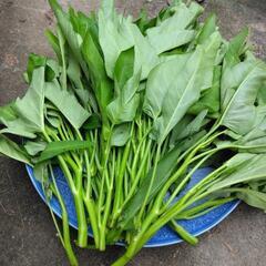 野菜セット(無農薬野菜)の画像