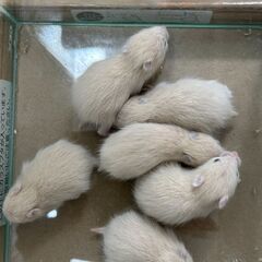 キンクマハムスター（オス1、メス1）