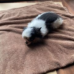 チワワ　3歳6か月　男の子 - 犬