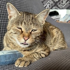 元気ブンブン！トラちゃん　まずは見に来て下さい！ - 猫