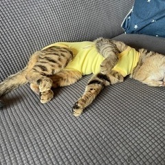 元気ブンブン！トラちゃん　まずは見に来て下さい！ - 北見市