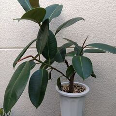 観葉植物　500円均一　フィカス・エラスティカ