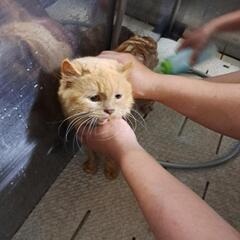 🐱一緒に保護猫活動をしましょう(￣0￣)/ｵｰ🐱