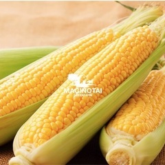 世界一甘いトウモロコシ🌽甘いフルーツトマト🍅など　夏野菜10種セット