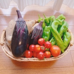 新鮮　無農薬　夏野菜セット