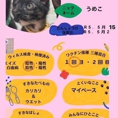 さびねこうめこ