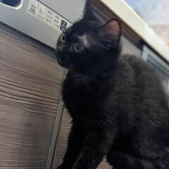懐っこい黒猫ちゃん