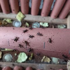 スズムシの幼虫約100匹の画像
