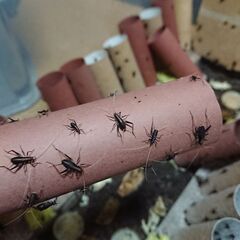 スズムシの幼虫約100匹の画像