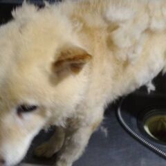 白柴のオス８歳位　ブリーダー廃業に伴いレスキュー - 犬