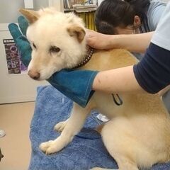白柴のオス８歳位　ブリーダー廃業に伴いレスキュー - 成田市
