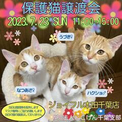 ねこけん千葉支部🐈️出張保護猫譲渡会開催します❗