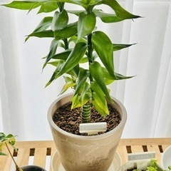 【お話中です】観葉植物 ミリオンバンブー