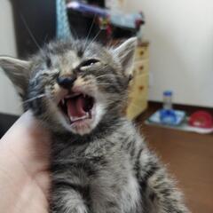 毛並みの似た3匹の子猫ちゃん