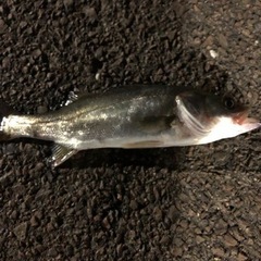 関西フィッシングクラブ