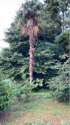 シュロの木　樹高約10m