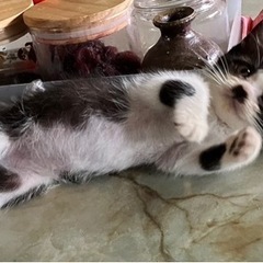 【里親さん決定しました】白黒ハチワレ♂