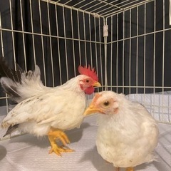 チャボペア メス1オス1