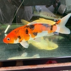 錦鯉