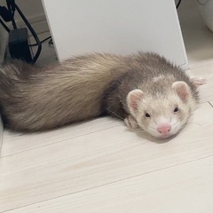 フォクシーフェレット　♂ 8ヶ月
