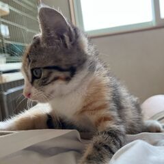 【3】ちょっと怖がりな三毛茶トラ子猫さん【里親候補者さまあり】 - 北津軽郡