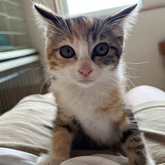 【3】ちょっと怖がりな三毛茶トラ子猫さん【里親候補者さまあり】