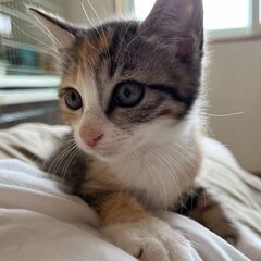 【3】ちょっと怖がりな三毛茶トラ子猫さん【里親候補者さまあり】 − 青森県