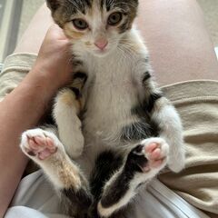 【3】ちょっと怖がりな三毛茶トラ子猫さん【里親候補者さまあり】 - 猫