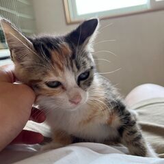 【3】ちょっと怖がりな三毛茶トラ子猫さん【里親候補者さまあり】 - 里親募集