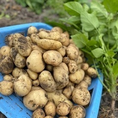 じゃがいも🥔の画像