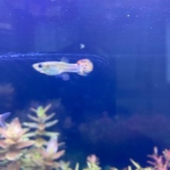 熱帯魚グッピー子供譲ります