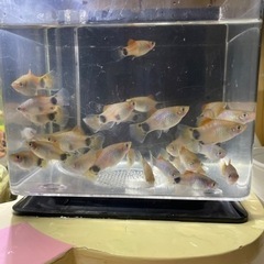 熱帯魚　待ってます。これ以上安くなりますか？交渉してね。値下げし...