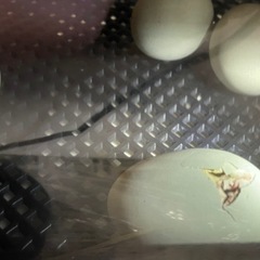 🥚タマゴから🐣ヒヨコを育てて見たい方のお手伝い。！ - 徳島市