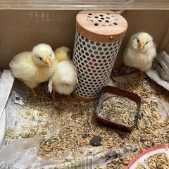 🥚タマゴから🐣ヒヨコを育てて見たい方のお手伝い。！ - 助け合い