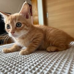 【4】怖がりなおとなしい茶トラ子猫さん【里親候補者様あり】
