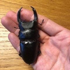 【能勢SR血統】［配送可］国産オオクワガタ新成虫ペア③＋おまけ♀１