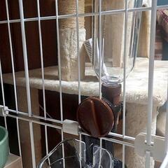 猫 給水器 ボンビアルコン ラクリアの画像