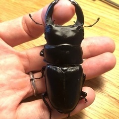 【能勢SR血統】［配送可］国産オオクワガタ新成虫ペア④＋おまけ♀1