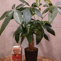 観葉植物 パキラ