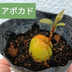 アボカド 苗 《物々交換希望》