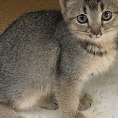 体調よいです。茶色の子猫です。里親さんを探してます。
